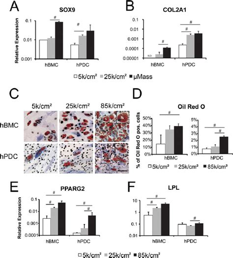 Chondrogenic Differentiation And Adipogenic Differentiation Are