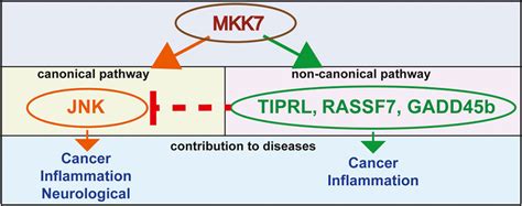 Frontiers Mitogen Activated Protein Kinase Kinase 7 In Inflammatory