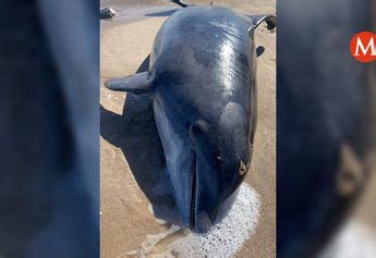 Qu Hacer Si Te Encuentras Un Delf N Vivo O Muerto En Orilla De Playa