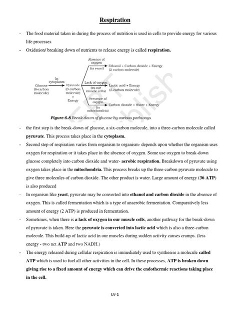 L Life Processes Respiration Notes And Questions For Note Book Work