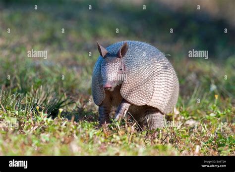 Armadillo ball hi-res stock photography and images - Alamy