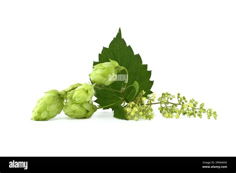 Common Hop Plant Humulus Lupulus Over A White Stock Photo Alamy