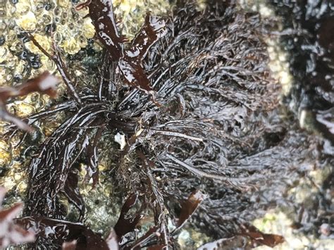 Bleached Brunette Fungi And Lichen Mosses Liverworts Red Algae