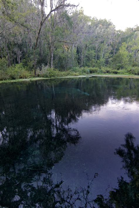 Goodcopbearcop Ichetucknee Springs And Blue Hole Spring Both First