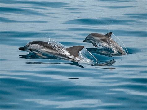 Indus River Dolphin