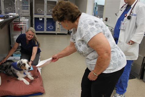 Uf Veterinarians Save Dog That Ingested Horse Medicine The Veterinary