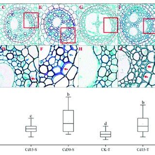 Effect Of Cd Stress On Root Microphotographs And Cell Wall Thickness Of