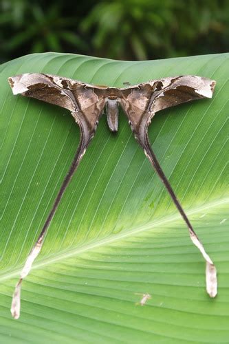 Copiopteryx Semiramis INaturalist