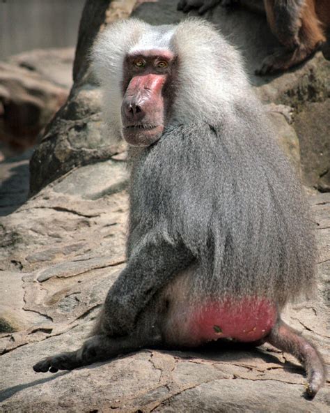 Baboon Photograph By Stephan Lewis Fine Art America