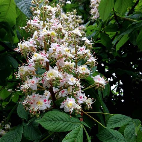 Chestnut Tree: Varieties, Planting from Seeds, Care, Problems, and Harvest