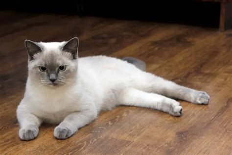 Lilac Point Siamese Cats A Comprehensive Overview Cat And Friends