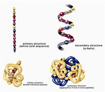 Structure And Function In Proteins Flashcards Quizlet