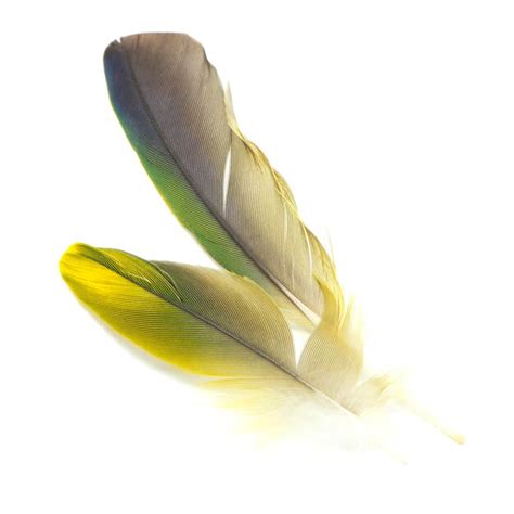 Premium Photo Bird Feathers Isolated