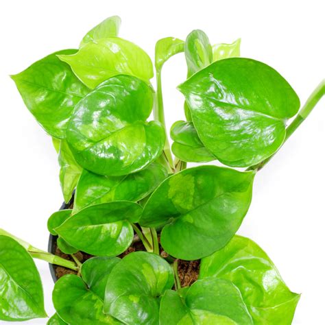 Global Green Pothos Epipremnum Aureum Global Green