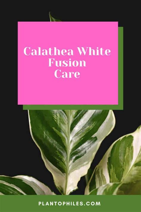 Calathea White Fusion Care 1 Best Guide