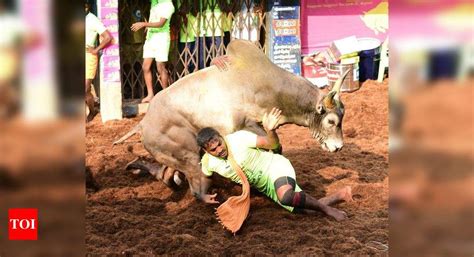 Jallikattu: Alanganallur jallikattu begins; cars and motorcycles among ...