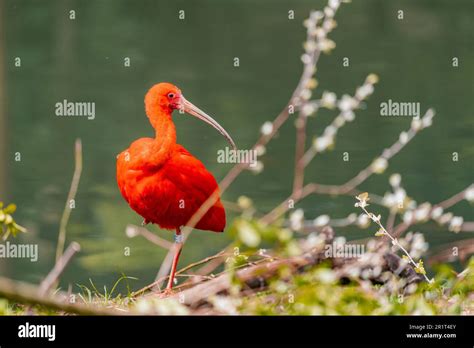 Red Scarlet Ibis Eudocimus Ruber Standing On One Leg Stock Photo Alamy