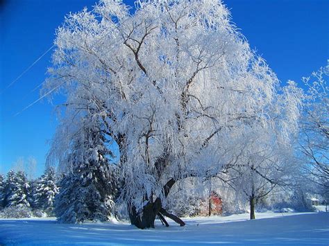 Portrait Sky Snow Winter Branch Blue Ice Frost Doubleexposure