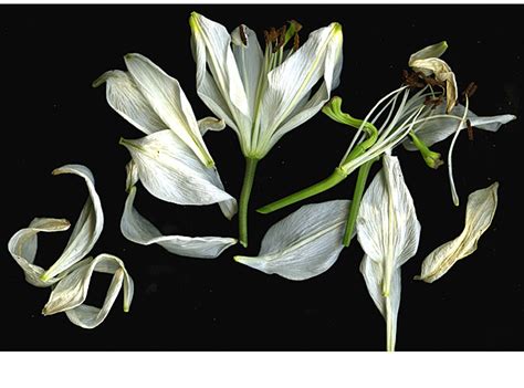 white lilies - Marja-Leena Rathje