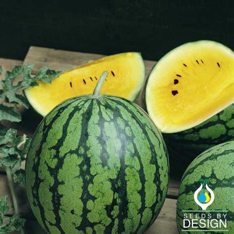 Watermelon Seeds - Yellow Petite | Heirloom & Vegetable Garden Seed