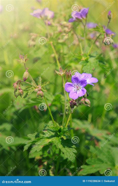 Geranium Meadow In Sunset Light Stock Photo Image Of Freshness Blue