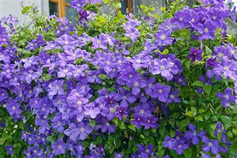 Clematis Jackmanii Late Large Flowered Clematis