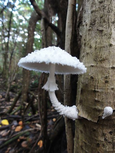 Leucocoprinus Cretaceus Wild Mushrooms Stuffed Mushrooms Fungi