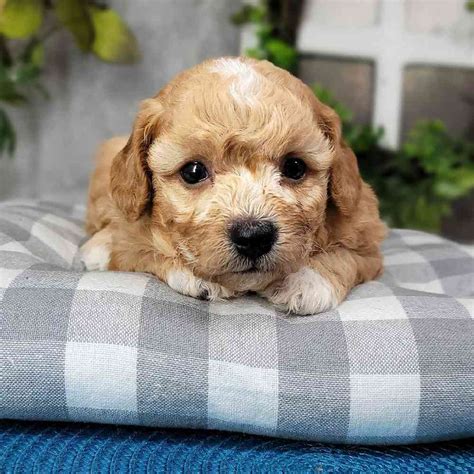James Male F1b Cavapoo Puppy For Sale Puppies Online