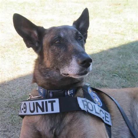 K-9 Fundraiser to Pay for Retired Police Dogs’ Medical Bills - CapeCod.com