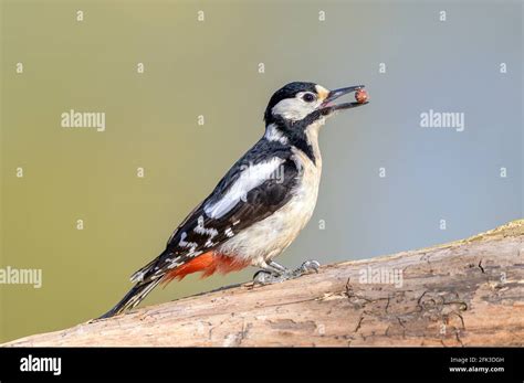 The Great Spotted Woodpecker Dendrocopos Major Is A Medium Sized