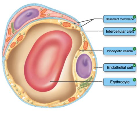 Circulatory System Blood Vessels Circulation Flashcards Quizlet