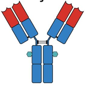 Immuno Unit 2 Immunoglobulin Flashcards Quizlet