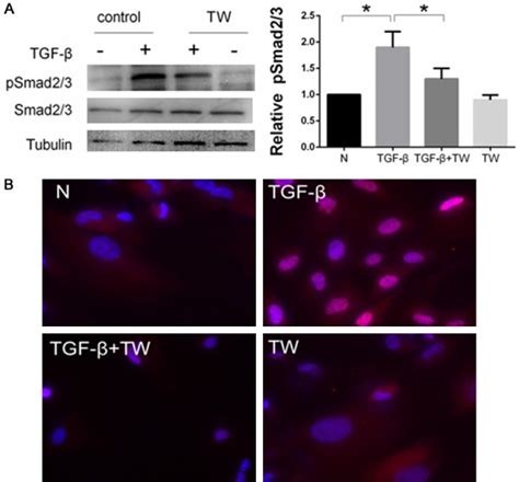 Triptolide Protects Podocytes From Tgf Induced Injury By Preventing