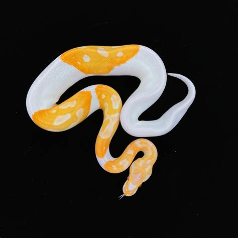 Albino Clown Pied Ball Python By The Florida Reptile Ranch Morphmarket