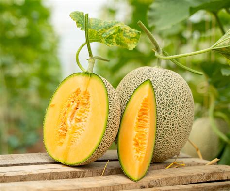 Quand Cueillir Des Cantaloups Apprenez Utiliser Cette Technique