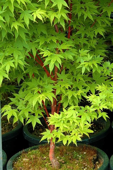 Photo Of The Entire Plant Of Japanese Maple Acer Palmatum Sango Kaku