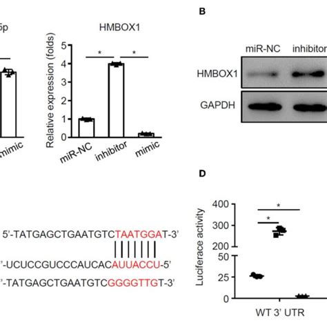 Mir 885 5p Inhibited Hmbox1 Through Binding On Its 3 ′ Utr Ac16 Download Scientific Diagram