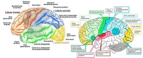 Reas De Brodmann Issuu