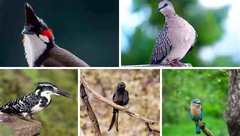 Birds Of Bengal Discover Beautiful Birds In West Bengal