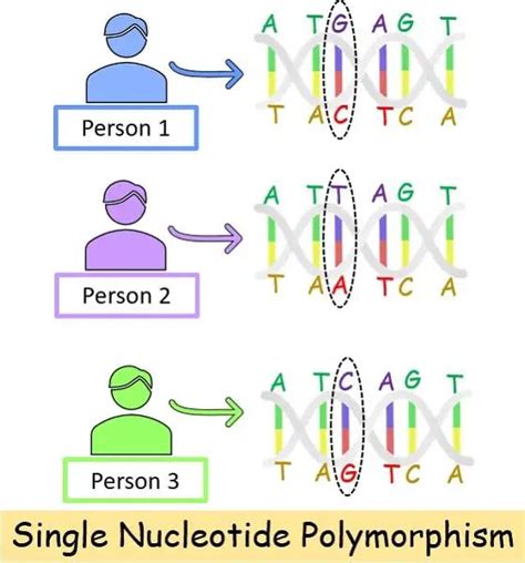 Difference Between SNP And Mutation With Comparison Chart Bio