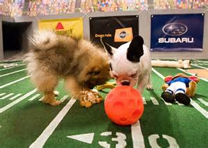 Puppy Bowl 2012 is Biggest Alternative to Super Bowl - All Pet News