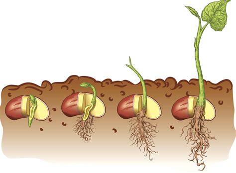 Life Cycle Of A Bean Plant Lesson Plan Free Math Worksheet Printable