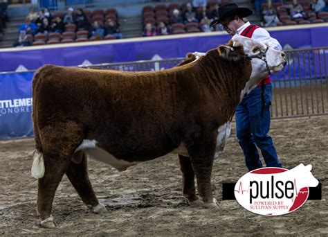 Cattlemens Congress Open Bulls Horned Hereford The Pulse