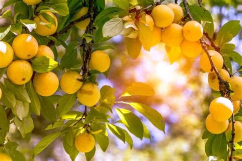 Yellow Plums Everything You Need To Know Minneopa Orchards