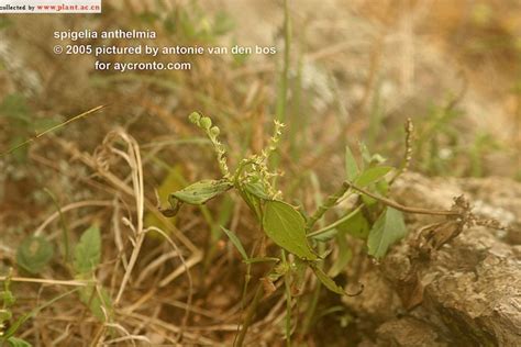 Spigelia Anthelmia Linn植物图片库植物通