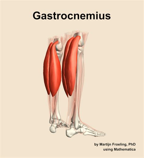 The Gastrocnemius Muscle Of The Leg