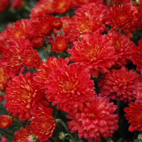 Southwood Mum Hestia Hot Red Southwood