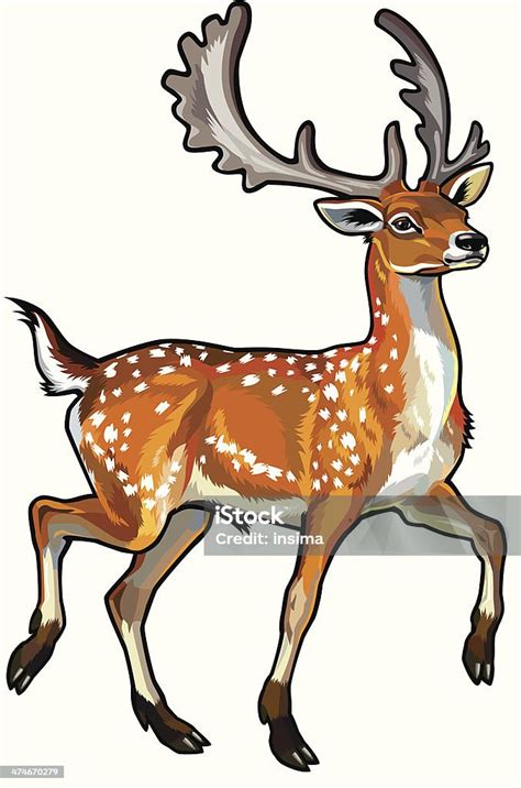 Fallow Deer Stock Illustration Download Image Now Animal Animal