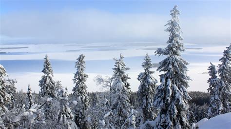 Koli - Taidekoti