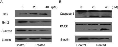 The Effect Of Isoalantolactone On The Expression Of Major Apoptosis